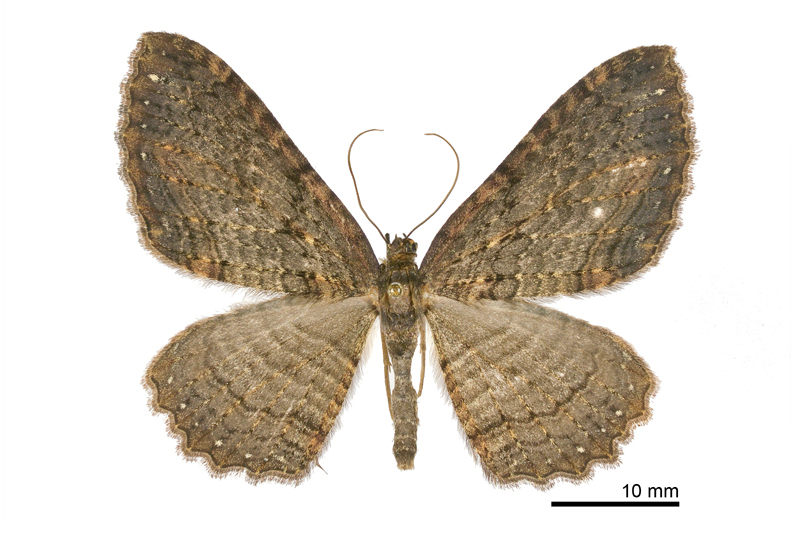 Telenomeuta punctimarginaria Male